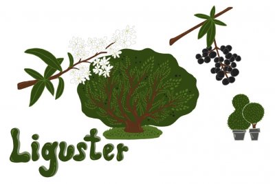 Liguster Liguster