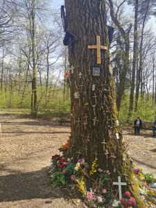 Bildeiche am Gütenbachtor