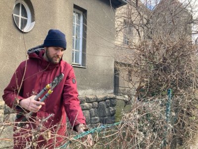 Freischneiden des alten Zauns Freischneiden des alten Zauns